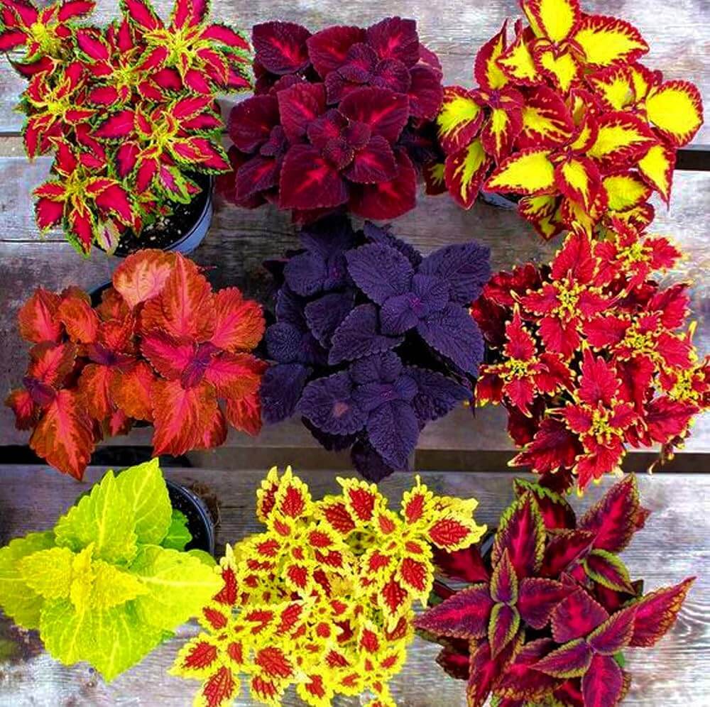 Deep Red Coleus Seeds - Heirloom Flower Garden Seeds for Growing