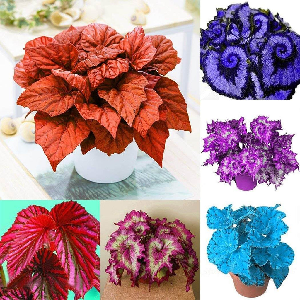 Deep Red Coleus Seeds - Heirloom Flower Garden Seeds for Growing