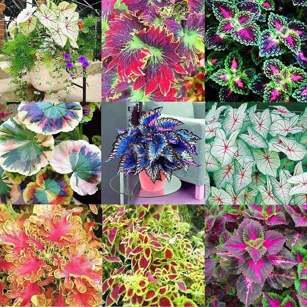 Deep Red Coleus Seeds - Heirloom Flower Garden Seeds for Growing