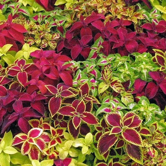 Deep Red Coleus Seeds - Heirloom Flower Garden Seeds for Growing