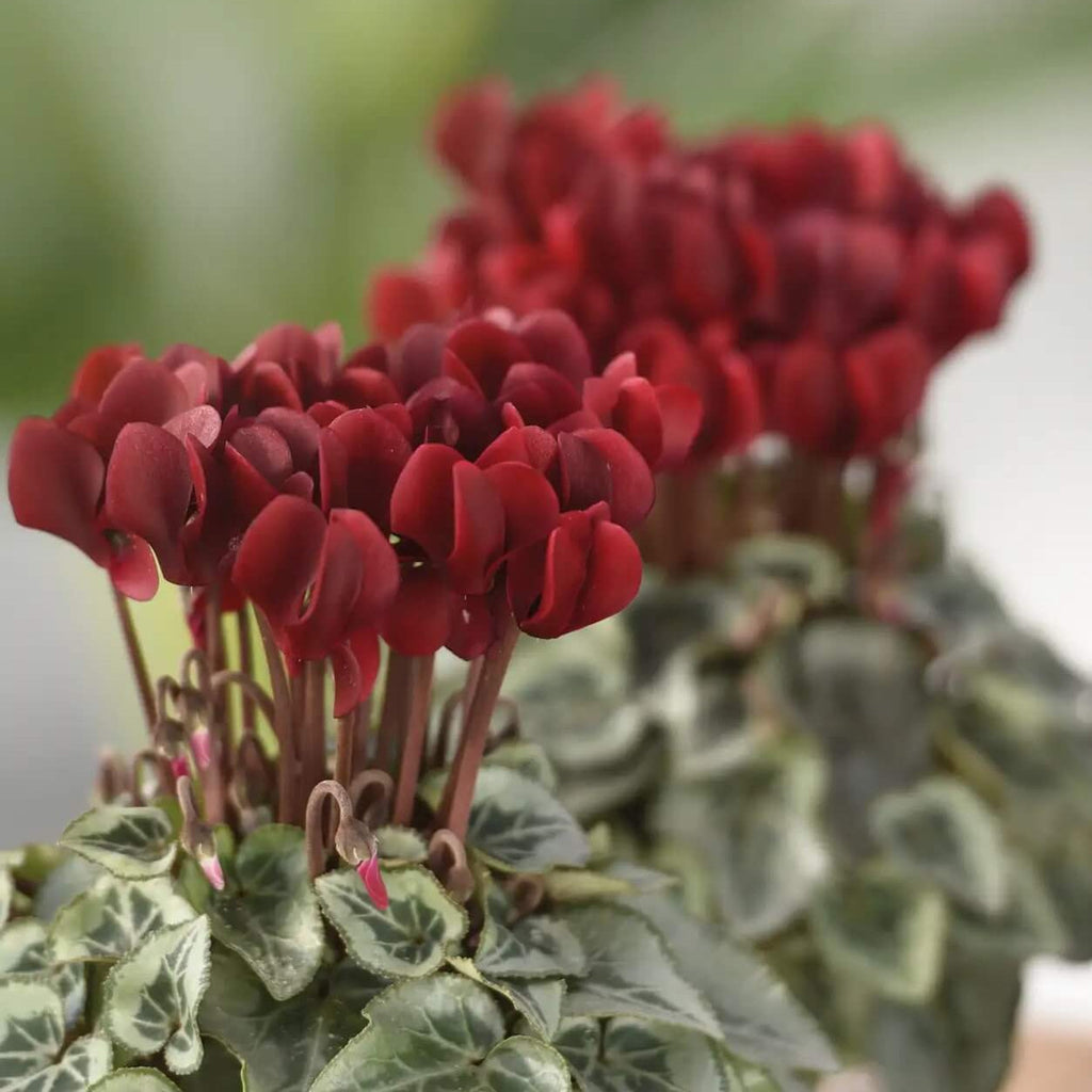 Deep Red Cyclamen Seeds - Heirloom Flower Garden Seeds for Growing