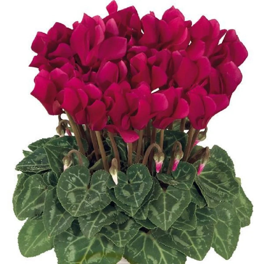 Deep Red Cyclamen Seeds - Heirloom Flower Garden Seeds for Growing