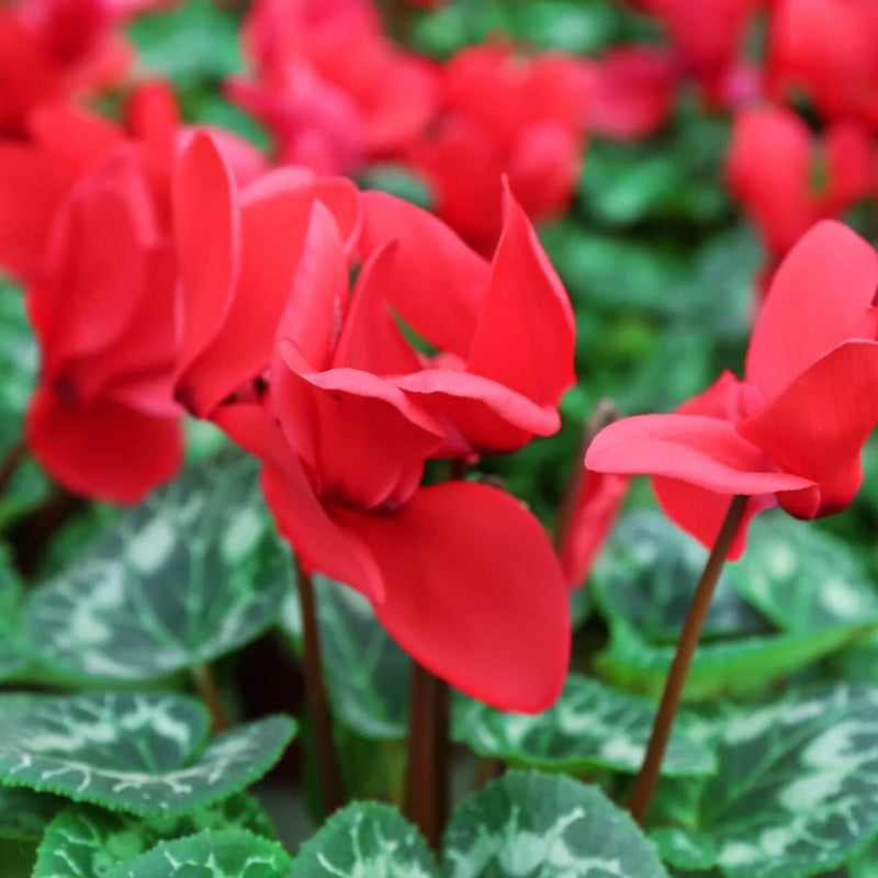 Deep Red Cyclamen Seeds - Heirloom Flower Garden Seeds for Growing