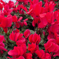 Deep Red Cyclamen Seeds - Heirloom Flower Garden Seeds for Growing