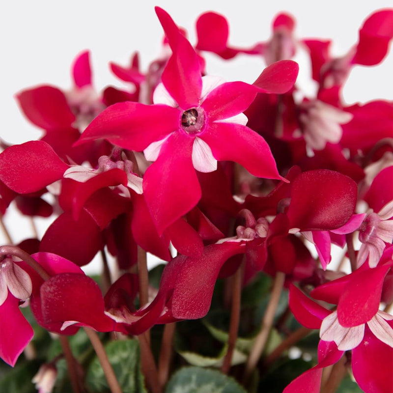 Deep Red Cyclamen Seeds - Heirloom Flower Garden Seeds for Growing
