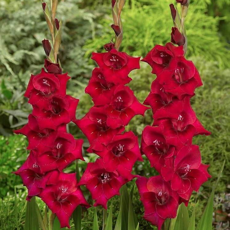 Deep Red Gladiolus Seeds - Heirloom Flower Garden Seeds for Growing