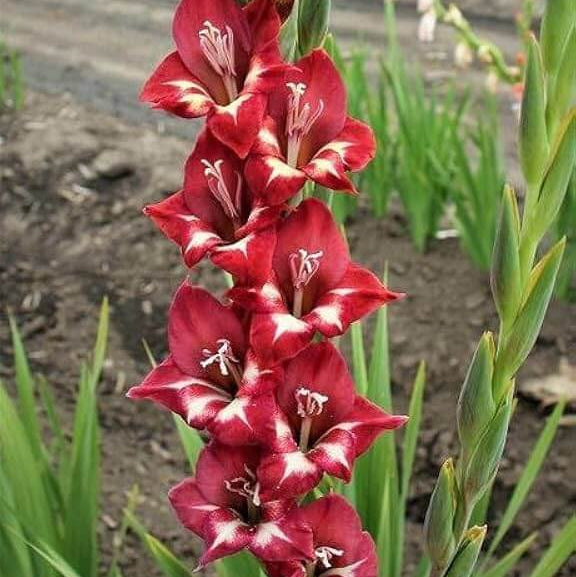 Deep Red Gladiolus Seeds - Heirloom Flower Garden Seeds for Growing