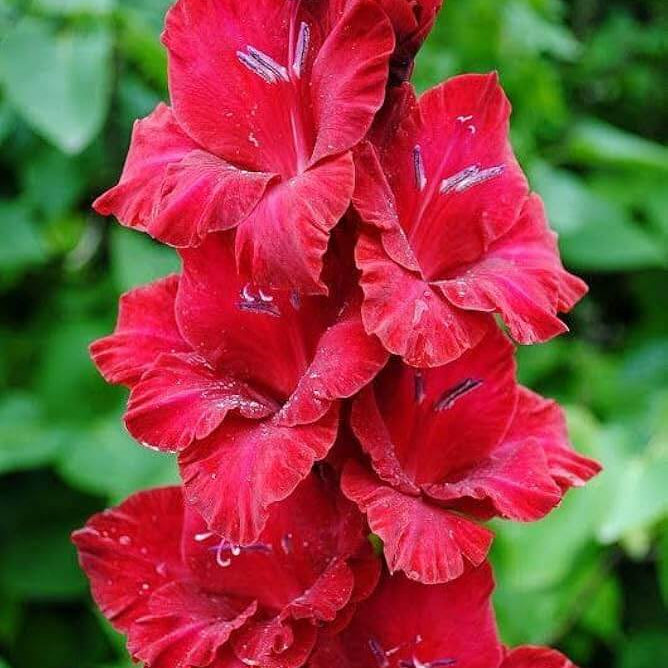 Deep Red Gladiolus Seeds - Heirloom Flower Garden Seeds for Growing