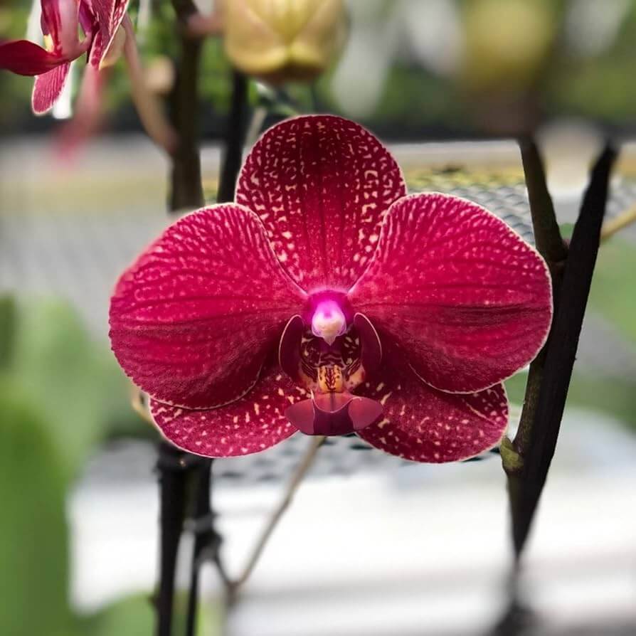Deep Red Phalaenopsis Orchid Seeds -  Heirloom Flower Garden Seeds for Growing