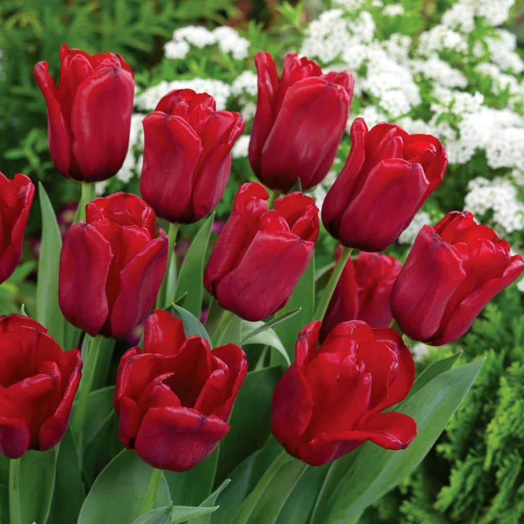 Deep Red Tulip Seeds - Heirloom Flower Garden Seeds for Growing