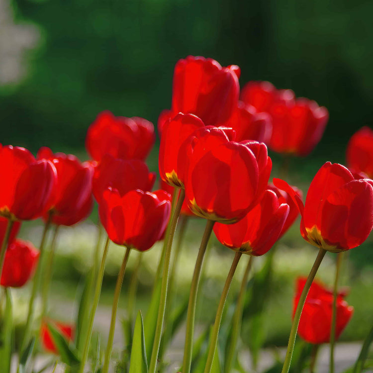 Deep Red Tulip Seeds - Heirloom Flower Garden Seeds for Growing