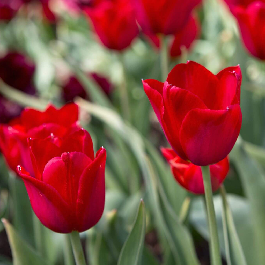 Deep Red Tulip Seeds - Heirloom Flower Garden Seeds for Growing