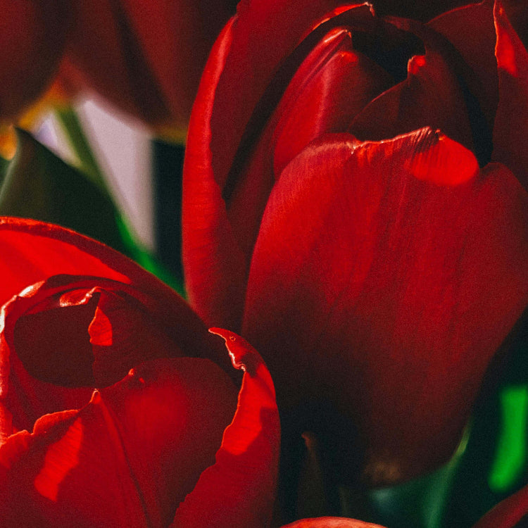 Deep Red Tulip Seeds - Heirloom Flower Garden Seeds for Growing