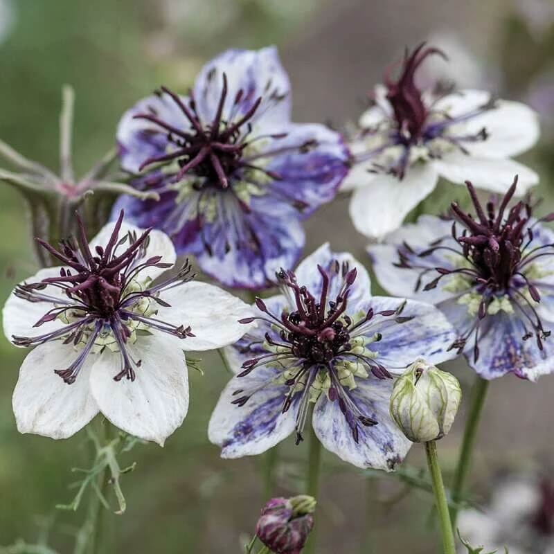 Delft Blue Nigella Seeds -  Heirloom Flower Garden Seeds for Growing