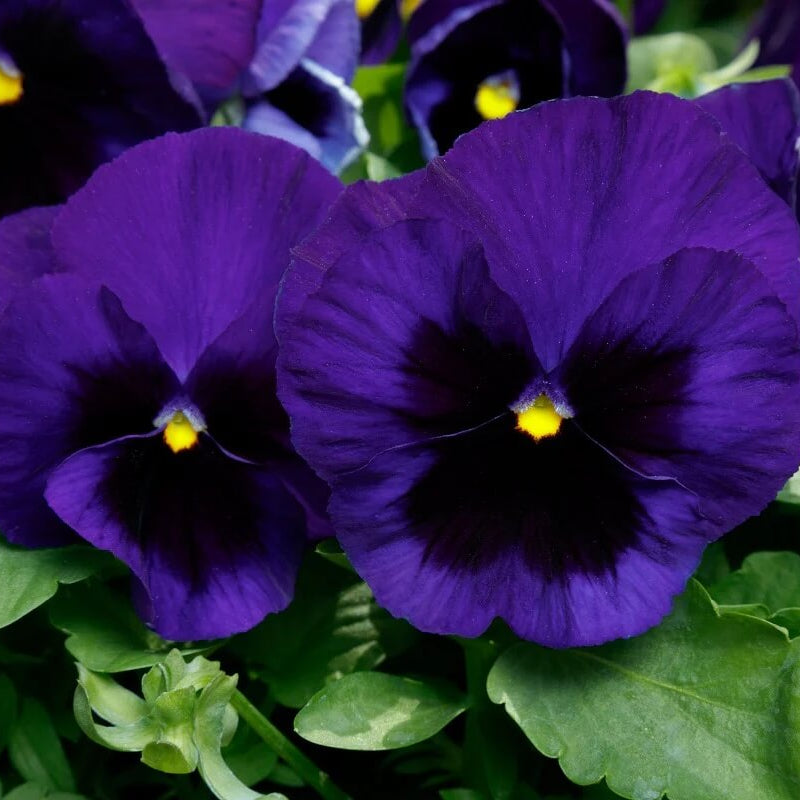 Delta Pre Deep Blue Pansy Seeds - Heirloom Flower Garden Seeds for Growing