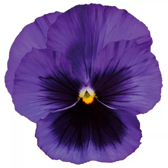 Delta Pre Deep Blue Pansy Seeds - Heirloom Flower Garden Seeds for Growing