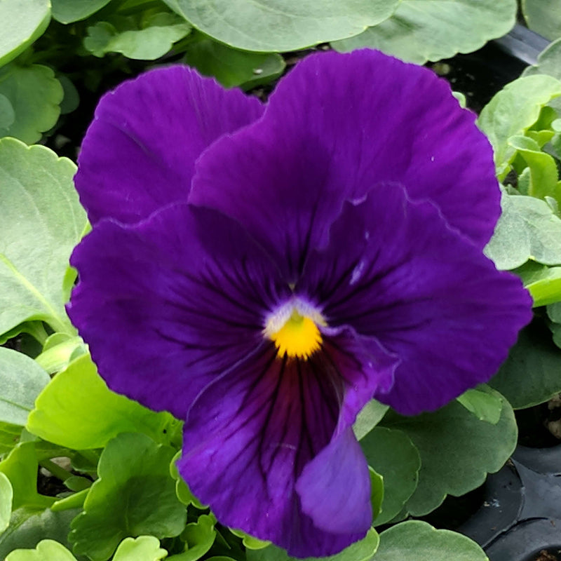 Delta Pre Deep Blue Pansy Seeds - Heirloom Flower Garden Seeds for Growing