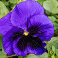 Delta Pre Deep Blue Pansy Seeds - Heirloom Flower Garden Seeds for Growing