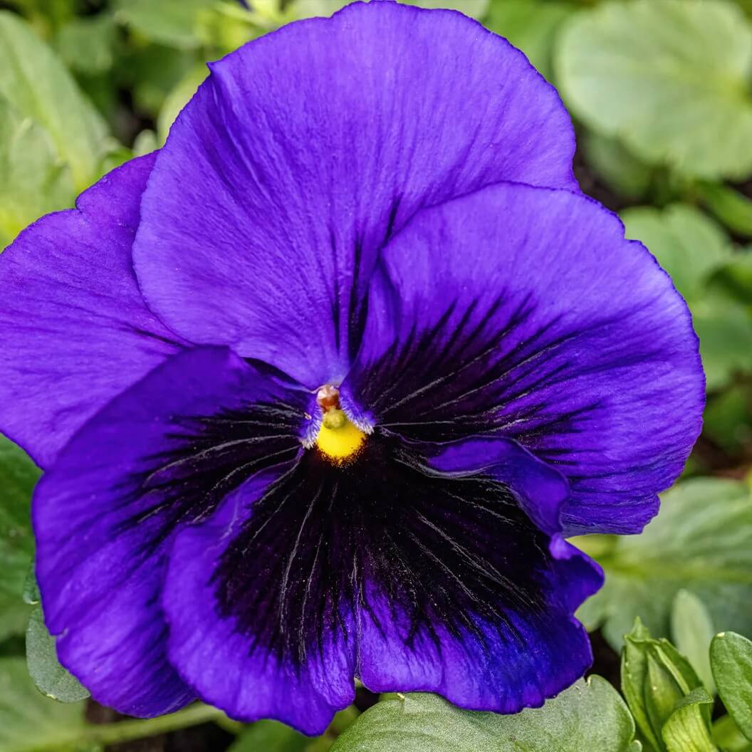 Delta Pre Deep Blue Pansy Seeds - Heirloom Flower Garden Seeds for Growing