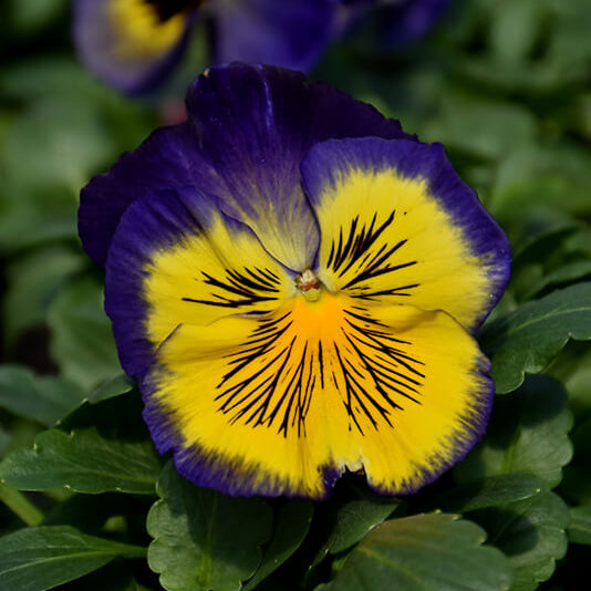 Delta Pre Deep Blue Pansy Seeds - Heirloom Flower Garden Seeds for Growing