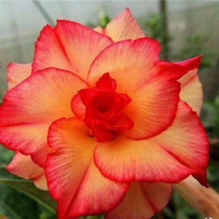 Red Orange Desert Rose Seeds - Heirloom Flower Garden Seeds for Growing