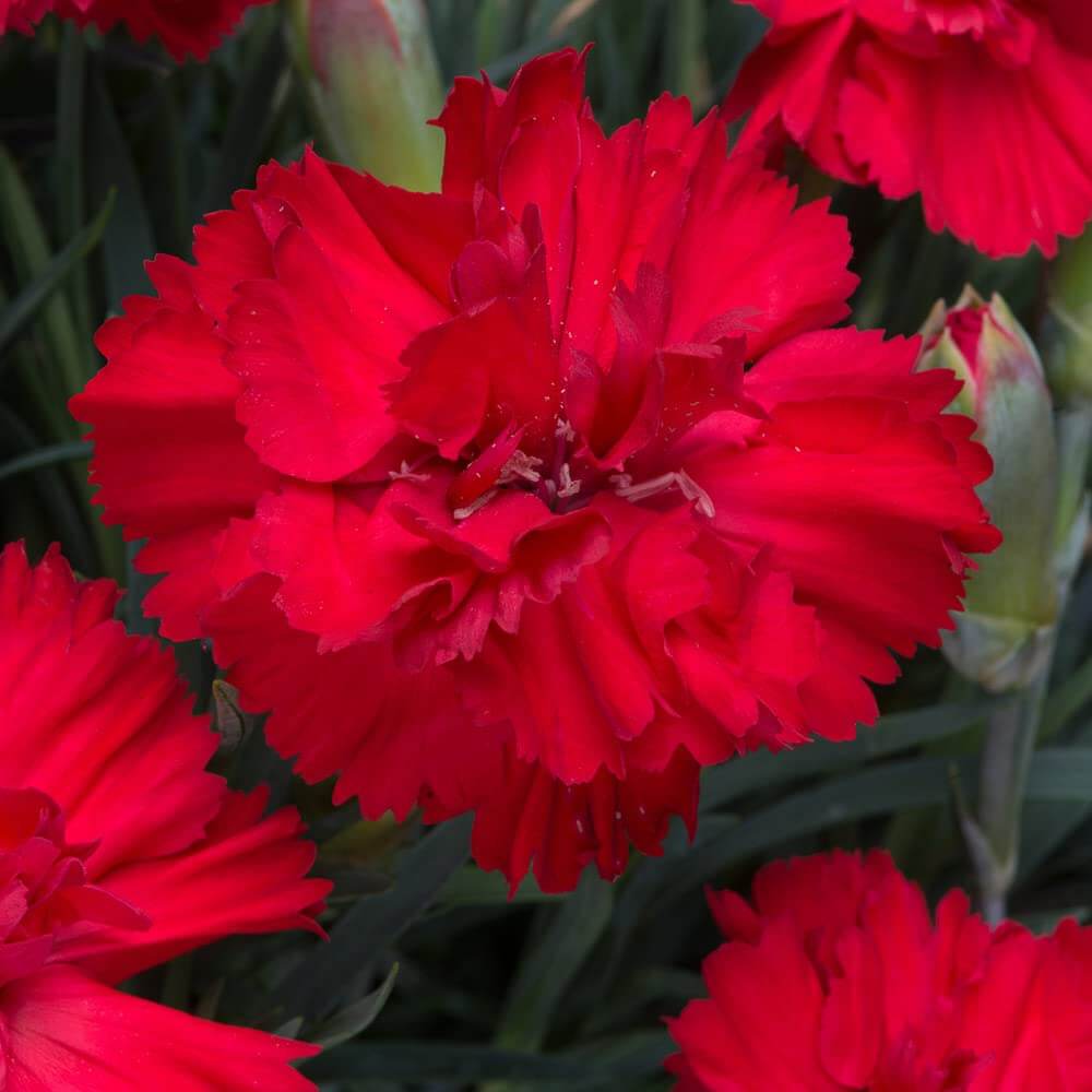 Dianthus Scarlet Red Carnation Seeds - Heirloom Flower Garden Seeds for Growing