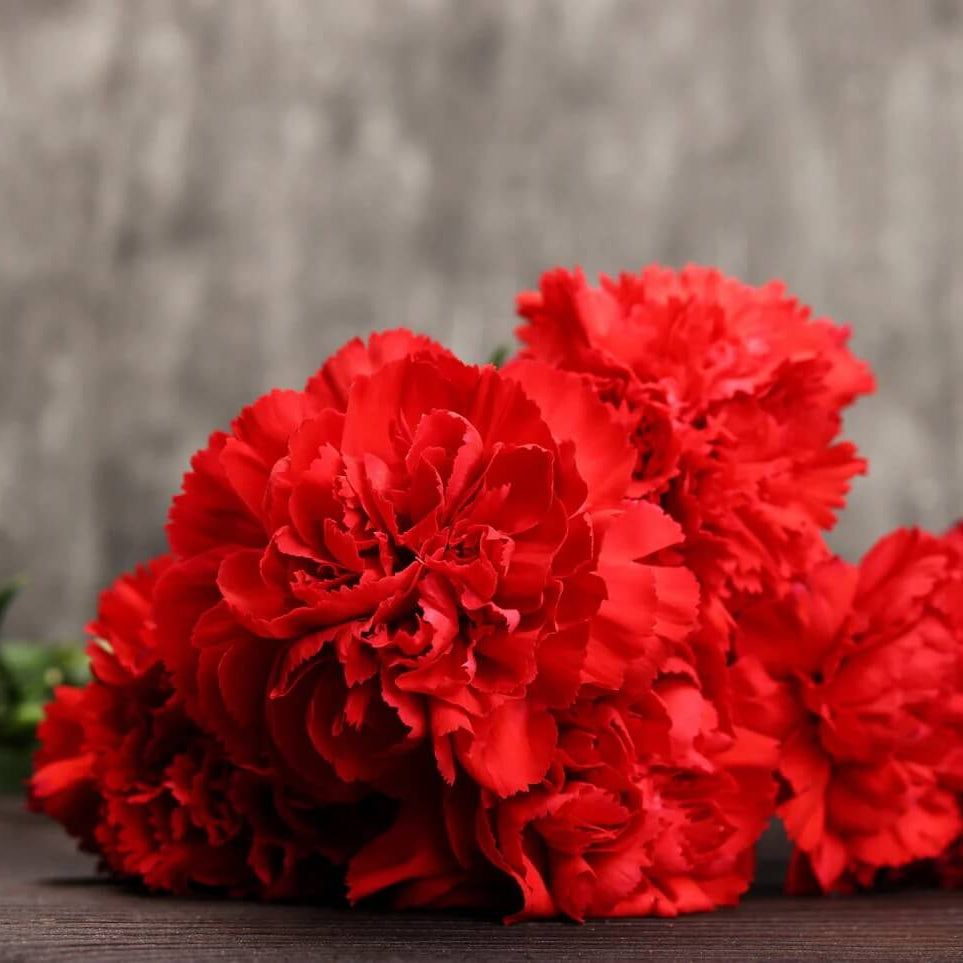 Dianthus Scarlet Red Carnation Seeds - Heirloom Flower Garden Seeds for Growing