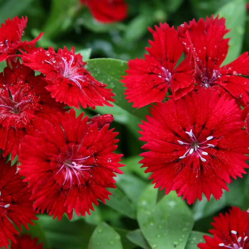 Dianthus Scarlet Red Carnation Seeds - Heirloom Flower Garden Seeds for Growing