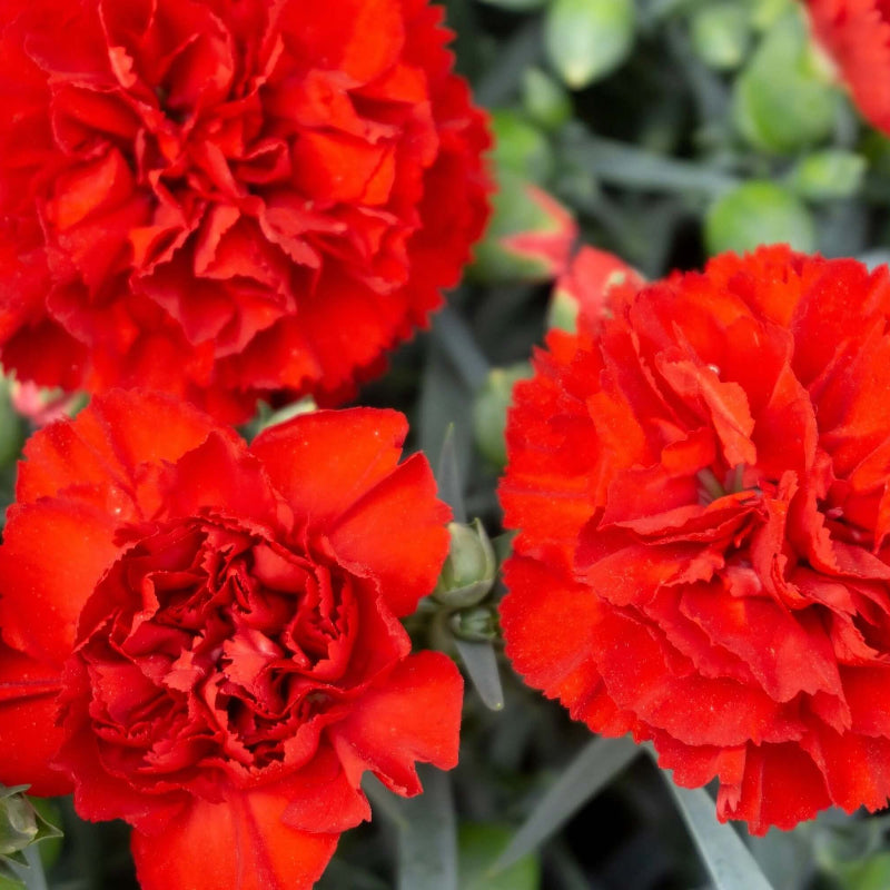 Dianthus Scarlet Red Carnation Seeds - Heirloom Flower Garden Seeds for Growing