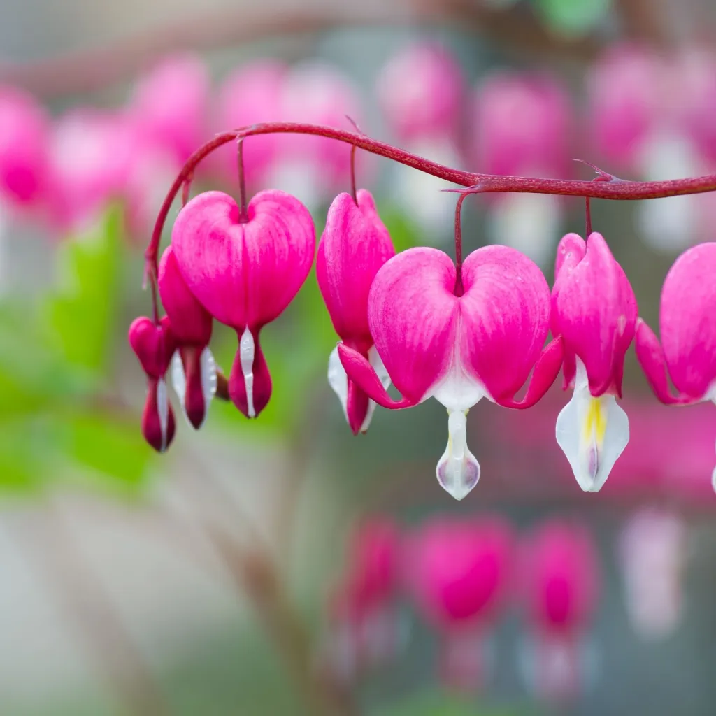 Dicentra Spectabilis Bleeding Heart Seeds - Heirloom Flower Garden Seeds for Growing