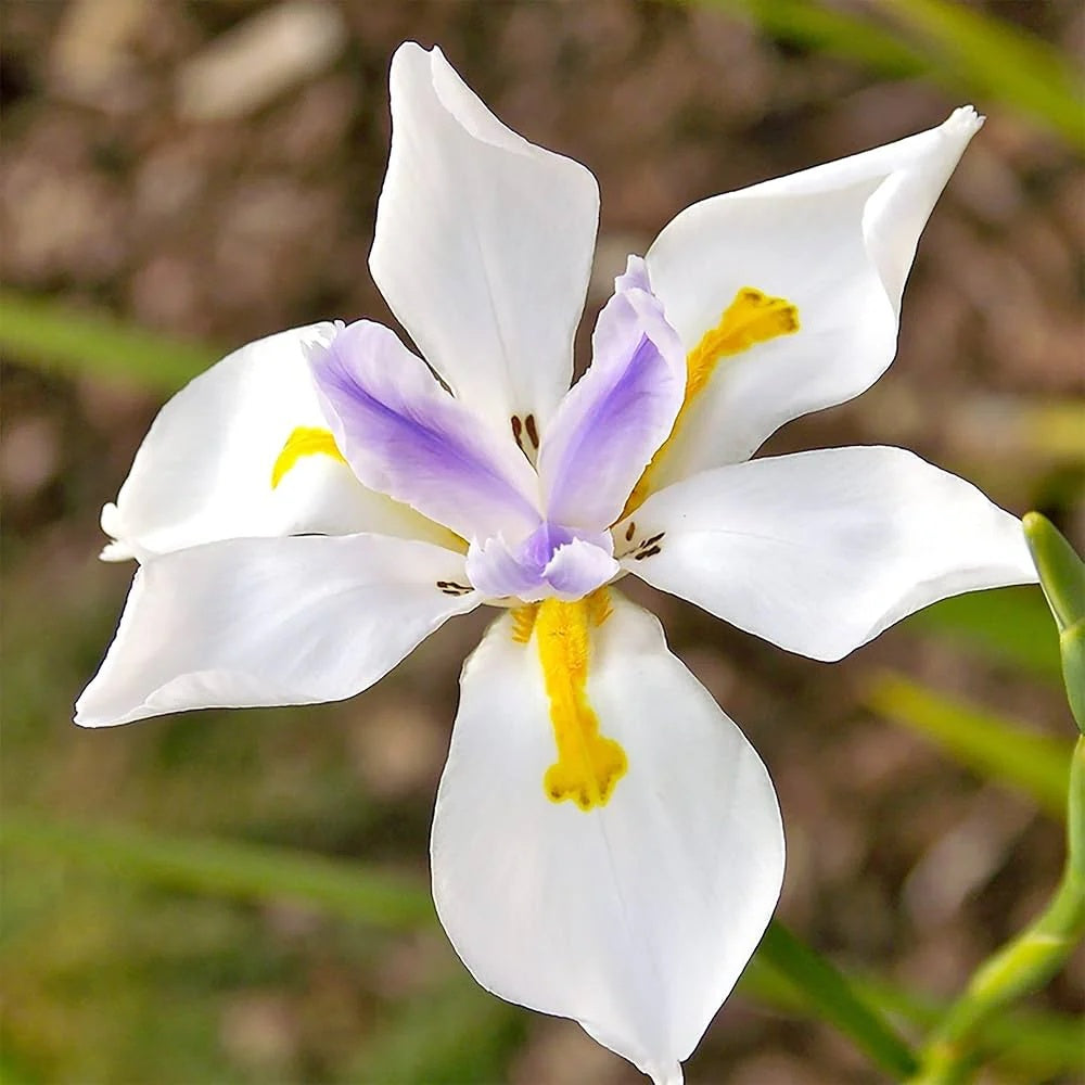 Dietes Iridioides Fortnight Lily Seeds - Heirloom Flower Garden Seeds for Growing