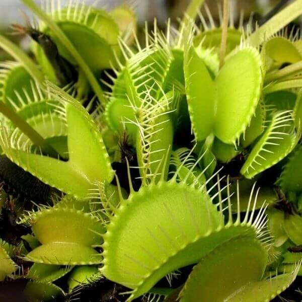 Dionaea Muscipula seeds