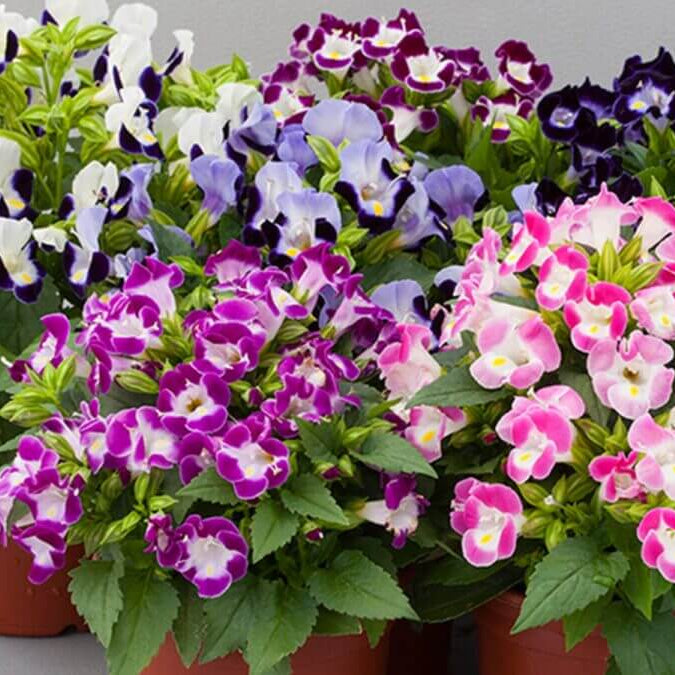 Displa Torenia Seeds - Heirloom Flower Garden Seeds for Growing