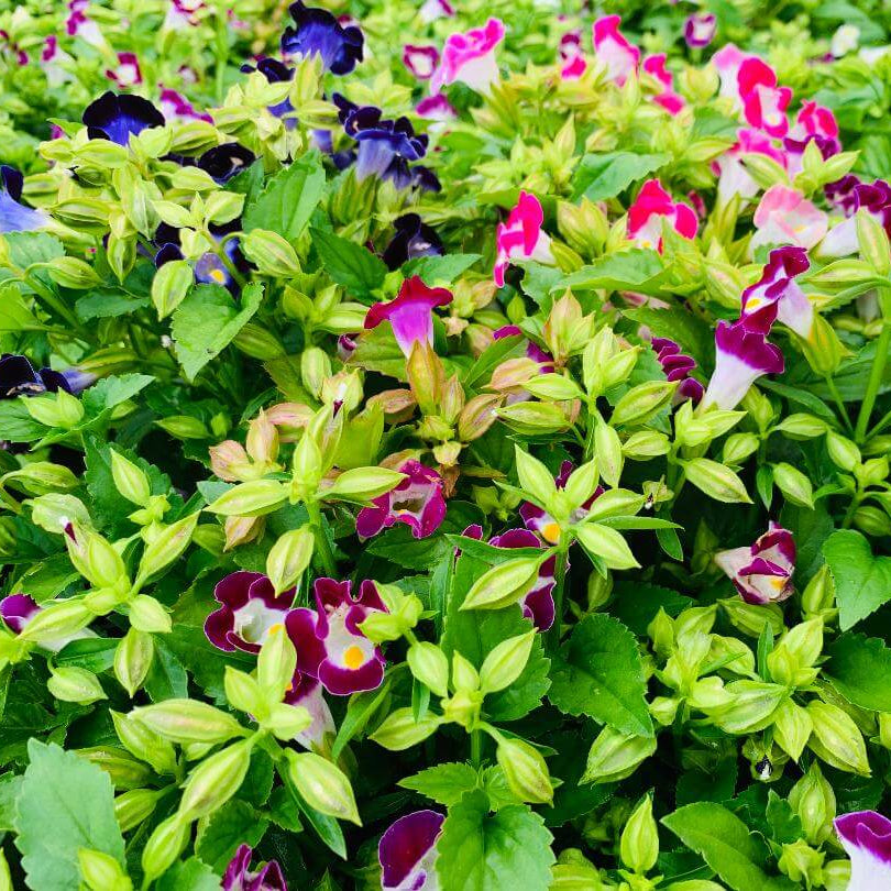 Displa Torenia Seeds - Heirloom Flower Garden Seeds for Growing