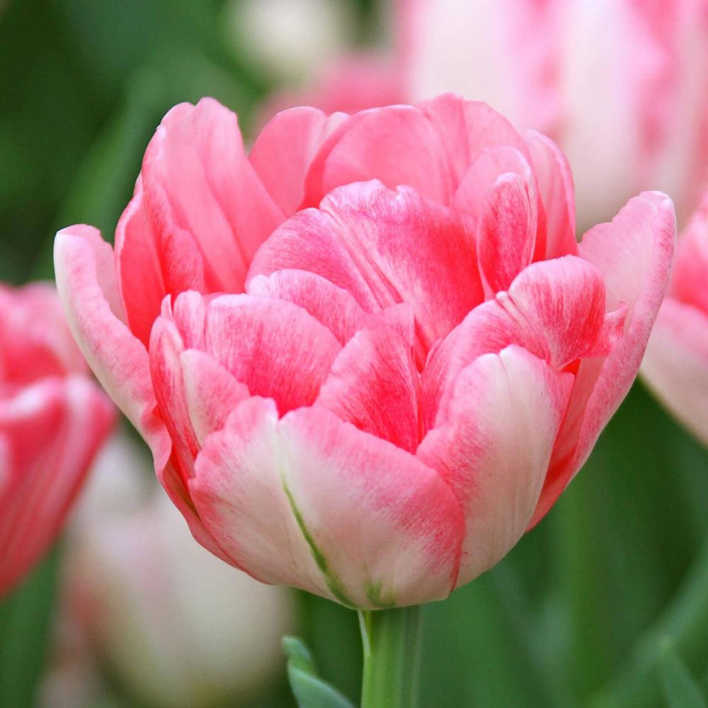Double Bloom Tulip Seeds - Heirloom Flower Garden Seeds for Growing