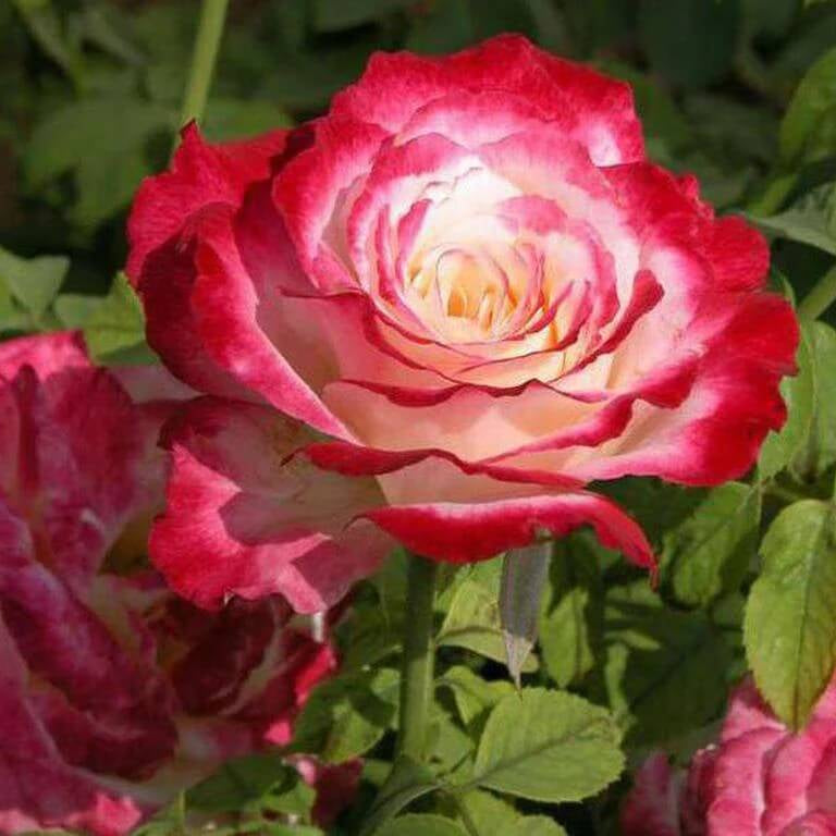 Double Delight Rose Seeds - Heirloom Flower Garden Seeds for Growing