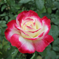 Double Delight Rose Seeds - Heirloom Flower Garden Seeds for Growing