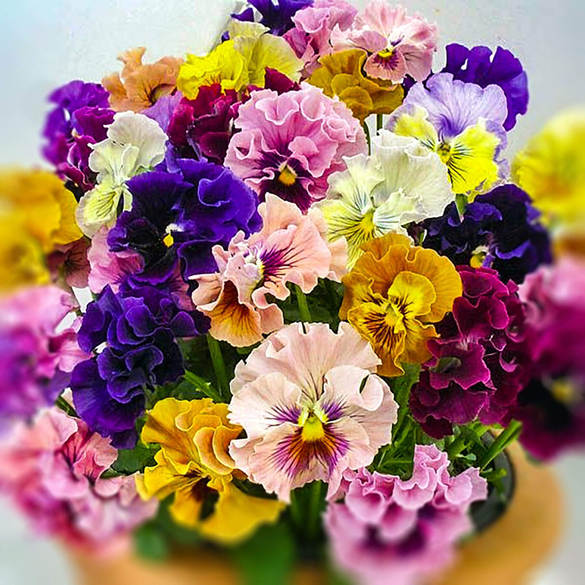 Double Heirloom Pansy Rococo Seeds - Heirloom Flower Garden Seeds for Growing