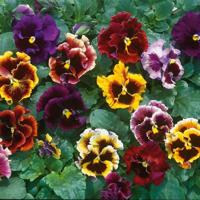 Double Heirloom Pansy Rococo Seeds - Heirloom Flower Garden Seeds for Growing