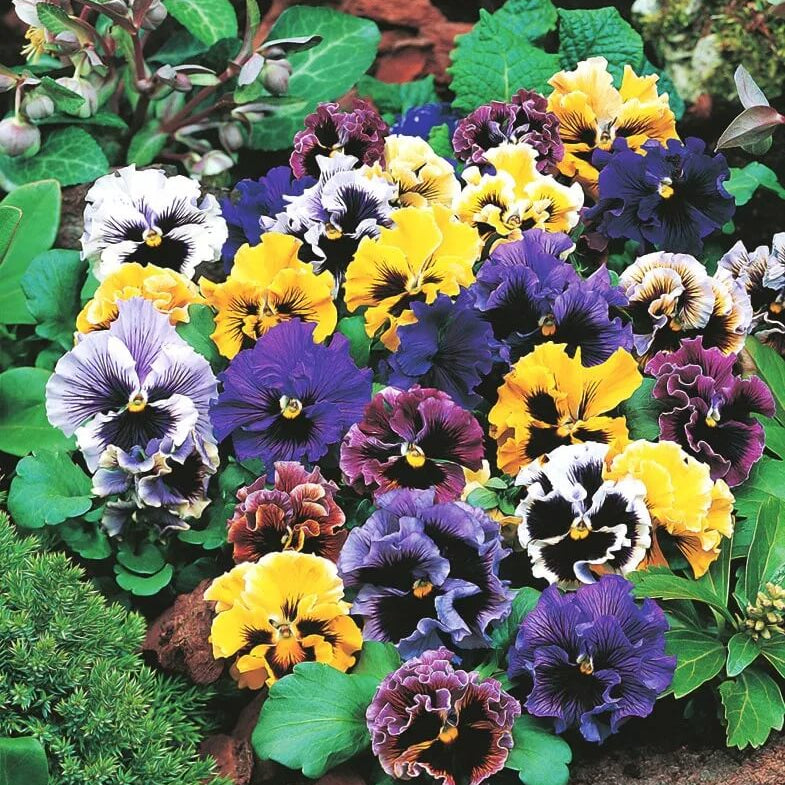 Double Heirloom Pansy Rococo Seeds - Heirloom Flower Garden Seeds for Growing