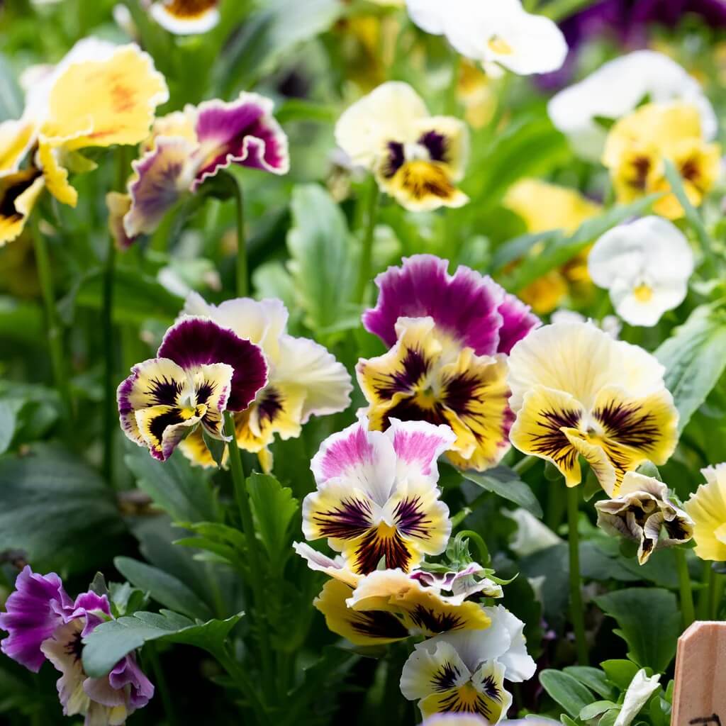 Double Heirloom Pansy Rococo Seeds - Heirloom Flower Garden Seeds for Growing