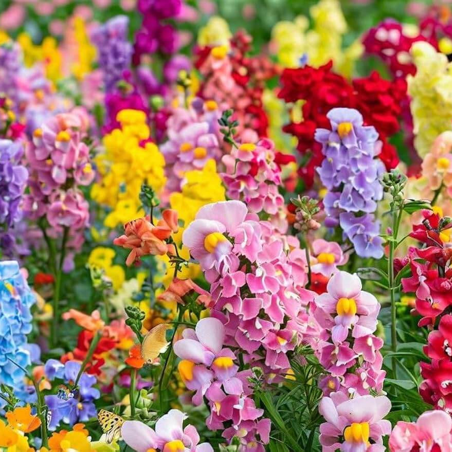 Double Mix Snapdragon Seeds - Heirloom Flower Garden Seeds for Growing