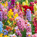 Double Mix Snapdragon Seeds - Heirloom Flower Garden Seeds for Growing