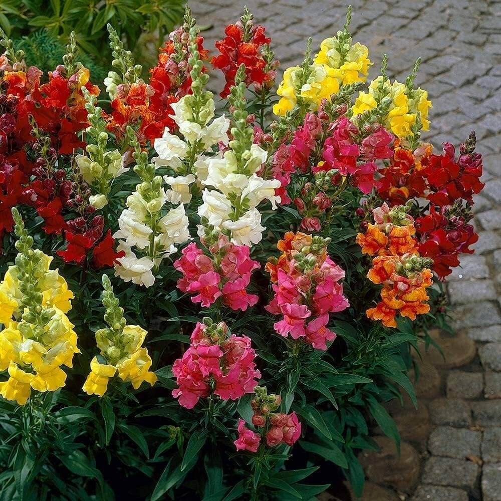 Double Mix Snapdragon Seeds - Heirloom Flower Garden Seeds for Growing