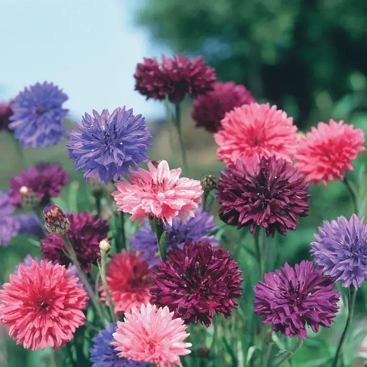 Double Mixed Cornflower Seeds -  Heirloom Flower Garden Seeds for Growing