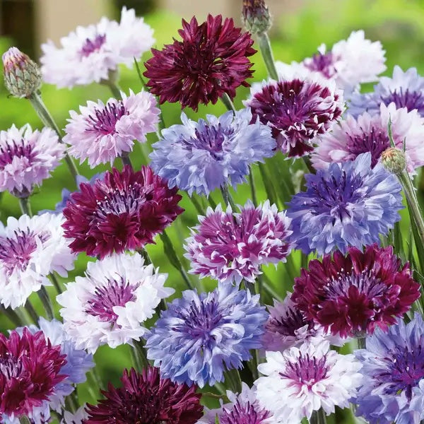 Double Mixed Cornflower Seeds -  Heirloom Flower Garden Seeds for Growing