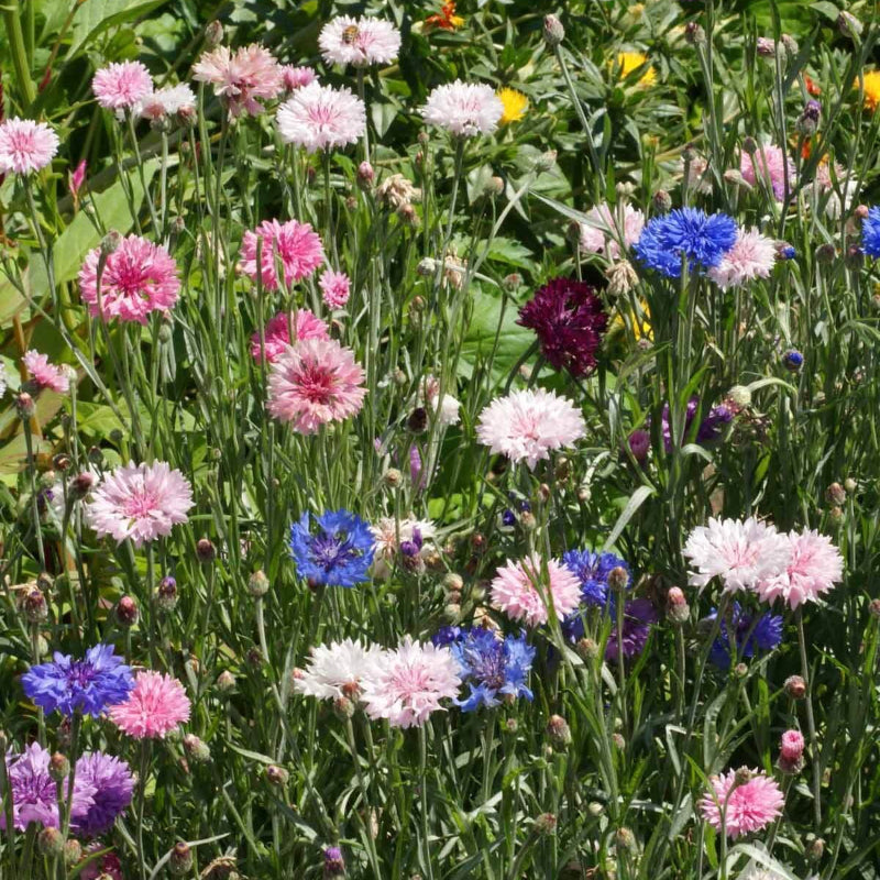 Double Mixed Cornflower Seeds -  Heirloom Flower Garden Seeds for Growing