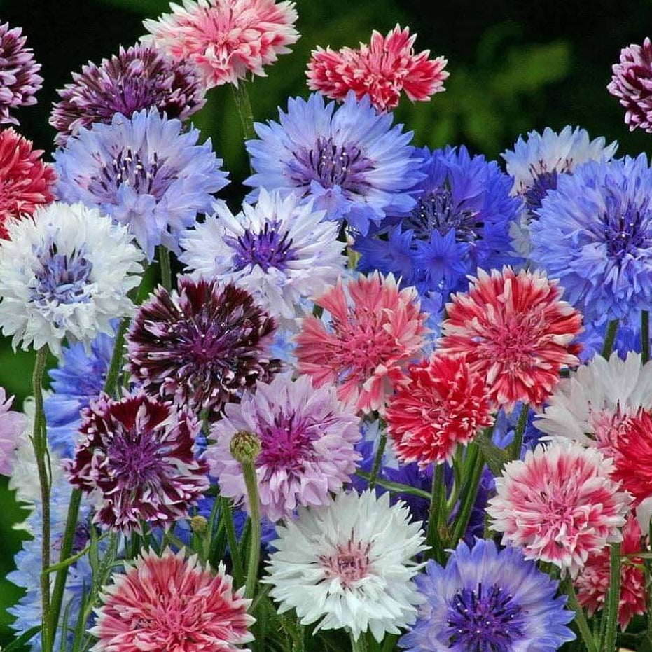 Double Mixed Cornflower Seeds -  Heirloom Flower Garden Seeds for Growing
