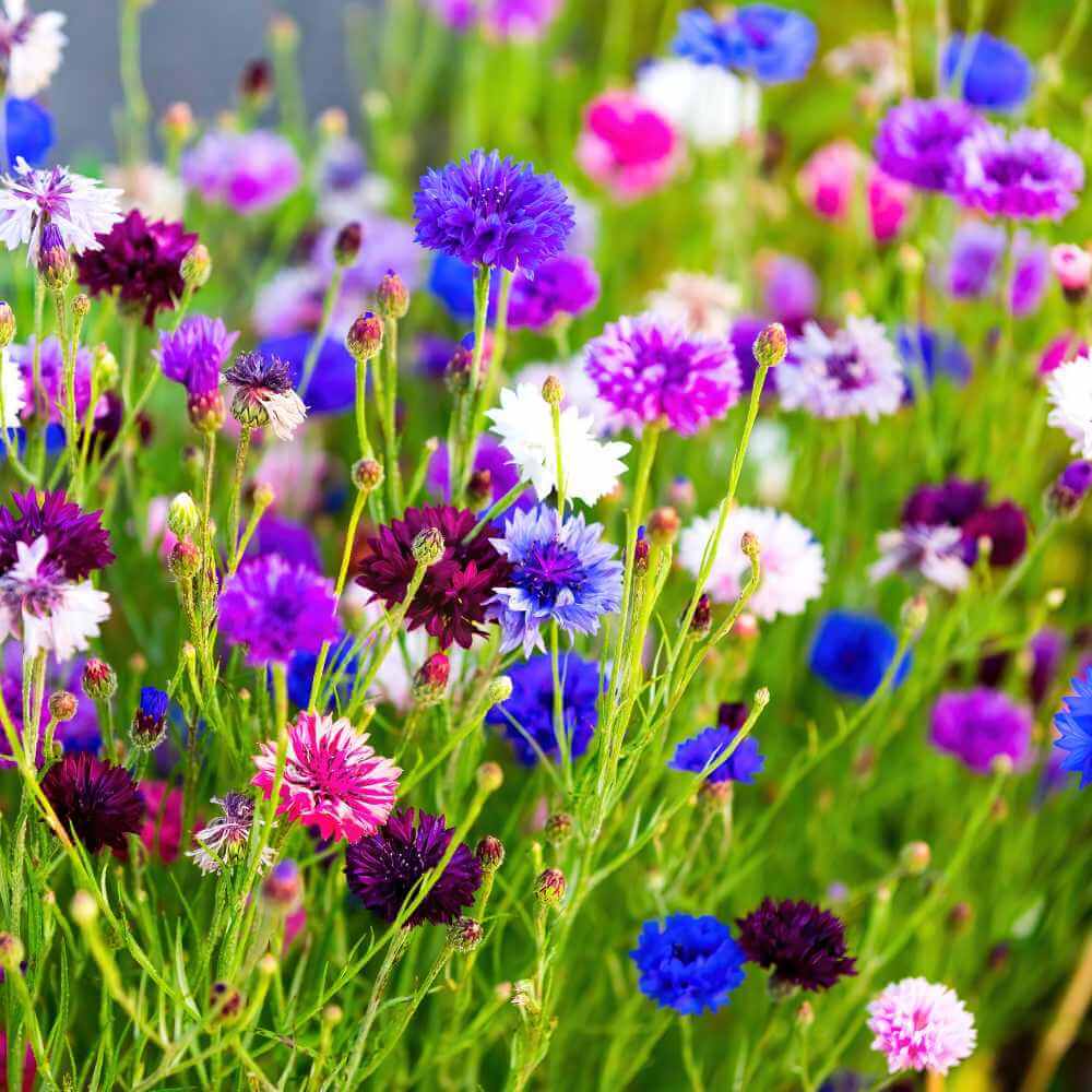 Double Mixed Cornflower Seeds -  Heirloom Flower Garden Seeds for Growing