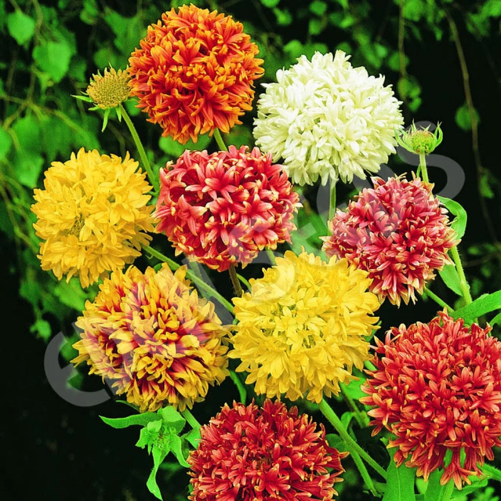 Double Mixed Gaillardia Seeds - Heirloom Flower Garden Seeds for Growing